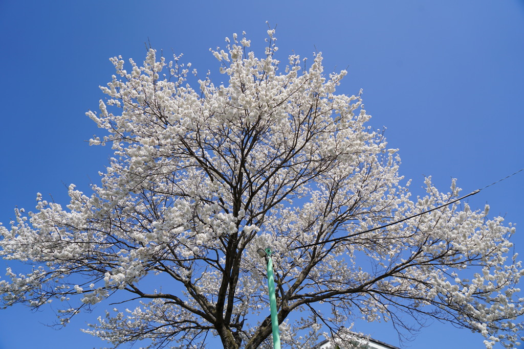 満開の青空