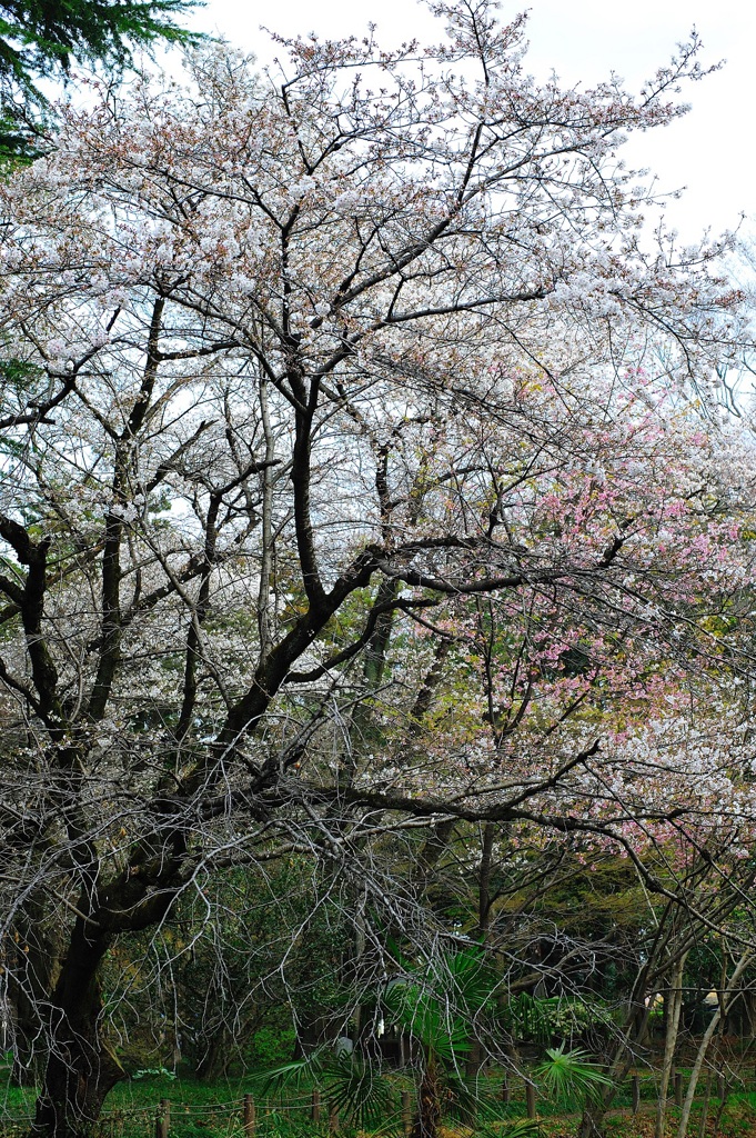 四季彩のはじまりⅤ
