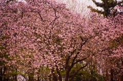 桜　日本画風Ⅰ