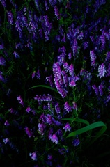 夕暮れの野の花