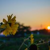 六月の夕暮れ