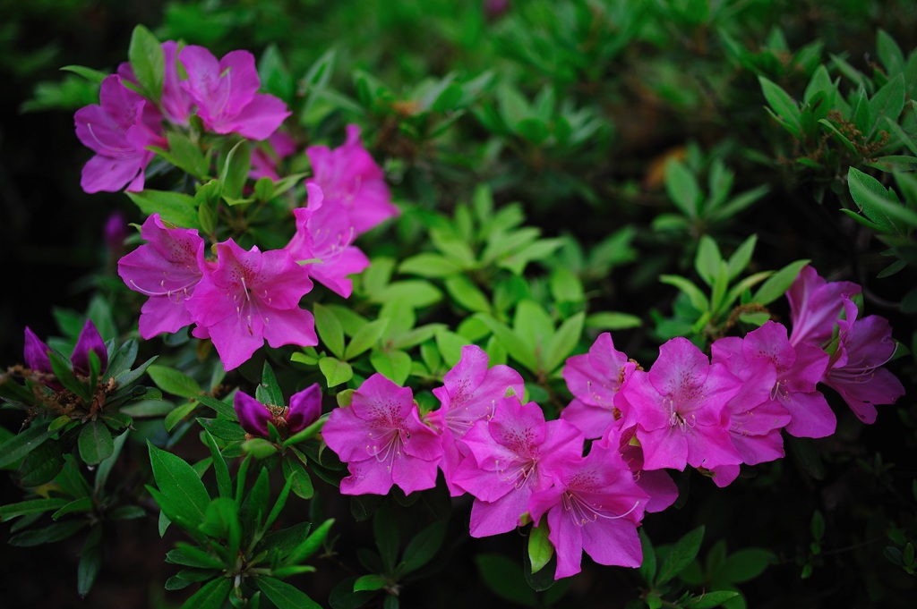 連華