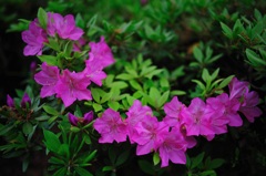 連華