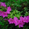 連華