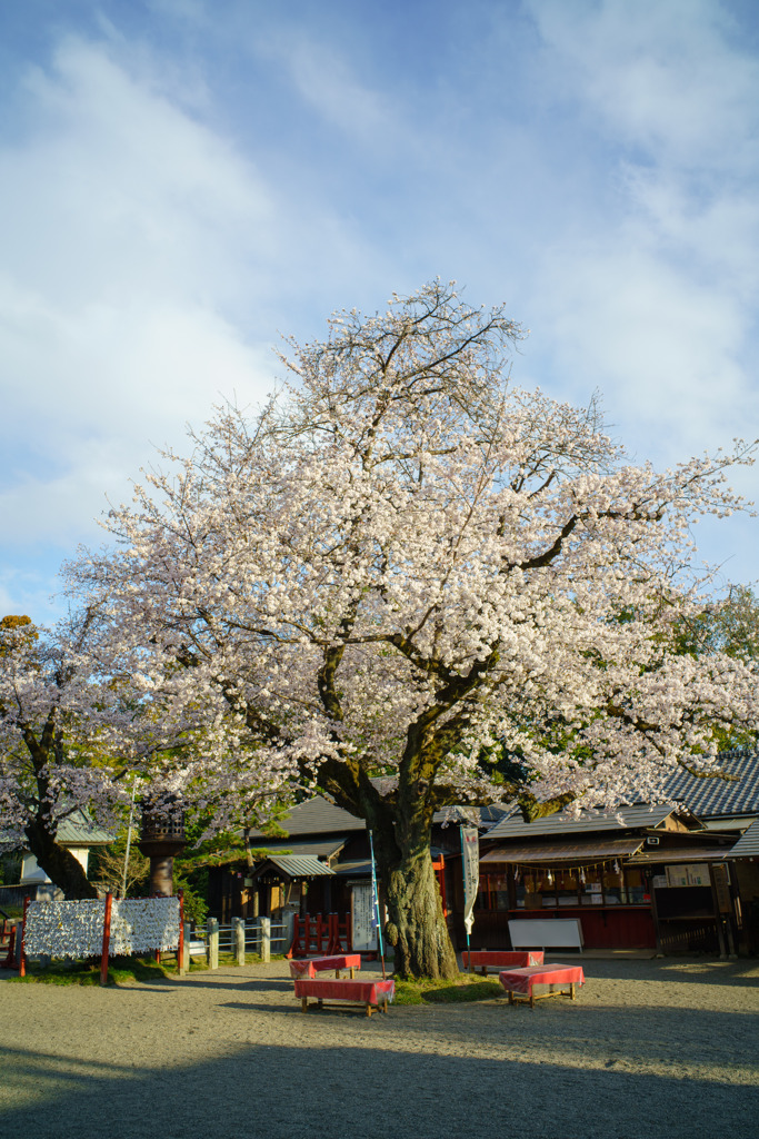 春を告げる樹