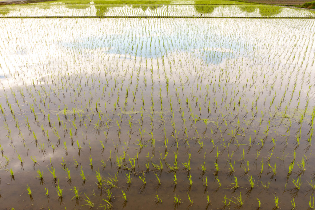 田植えが終わって