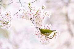 春のメジロ３