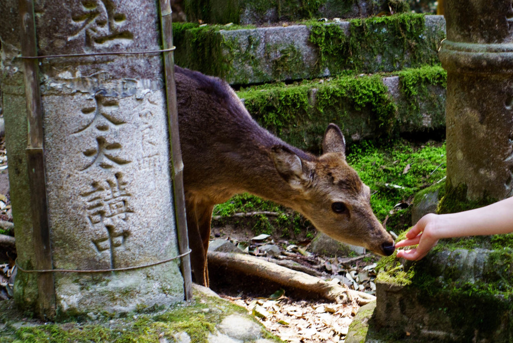 神の使い