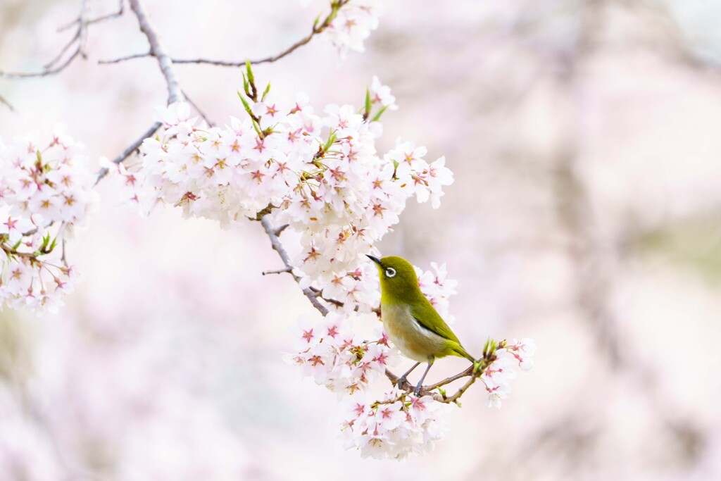 春のメジロ２