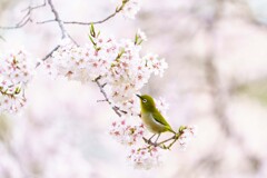春のメジロ２
