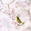 春のメジロ２