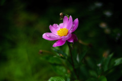 芍薬