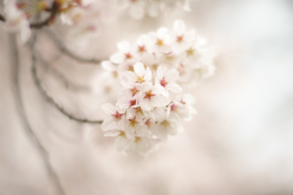 春の幻想（桜）