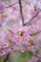 春ですね