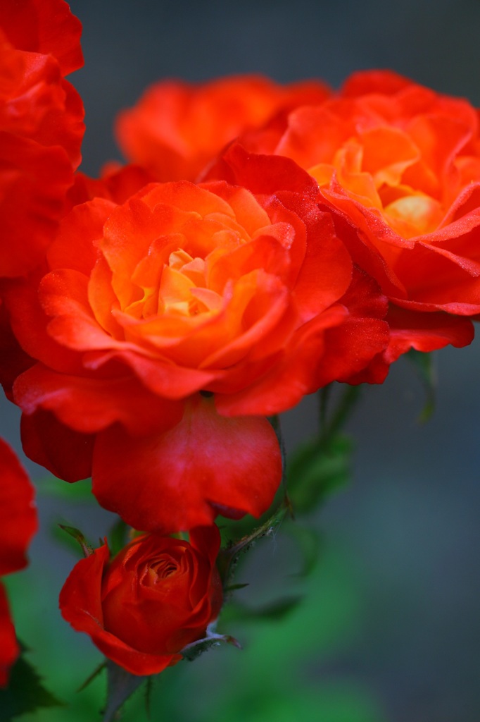 natural beautyⅡ