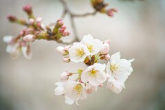 桜の季節