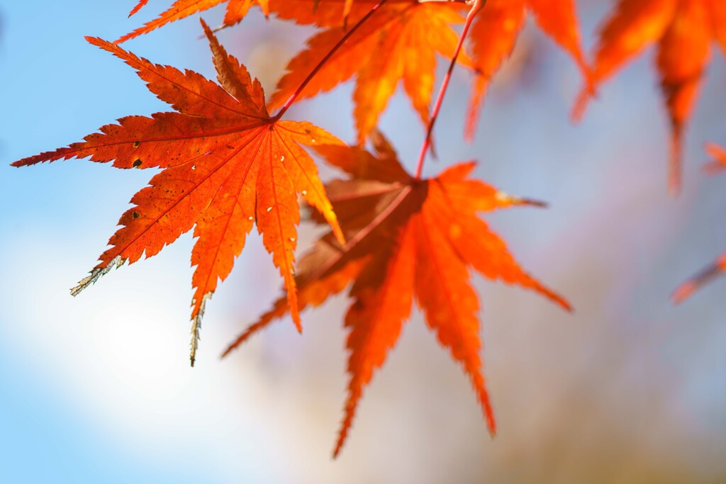 紅葉