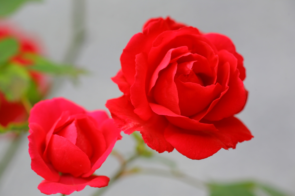 薔薇の親子