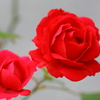 薔薇の親子
