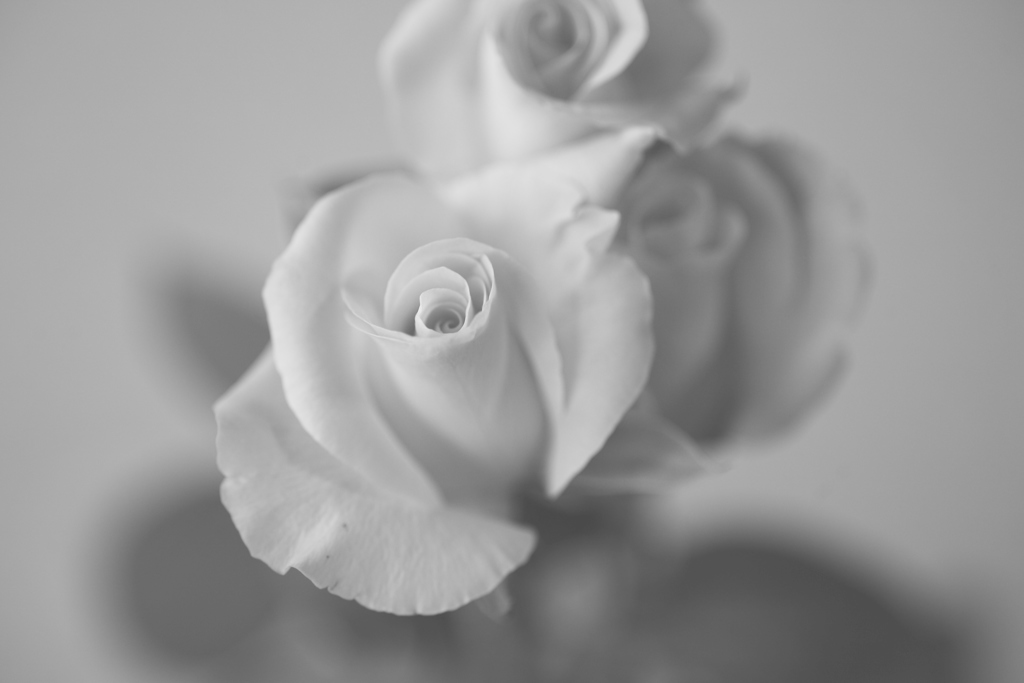 rose 　モノクロ