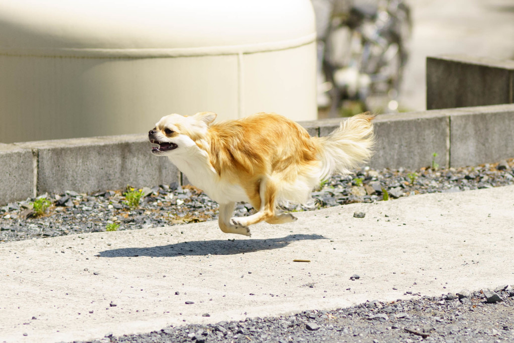 flying dog