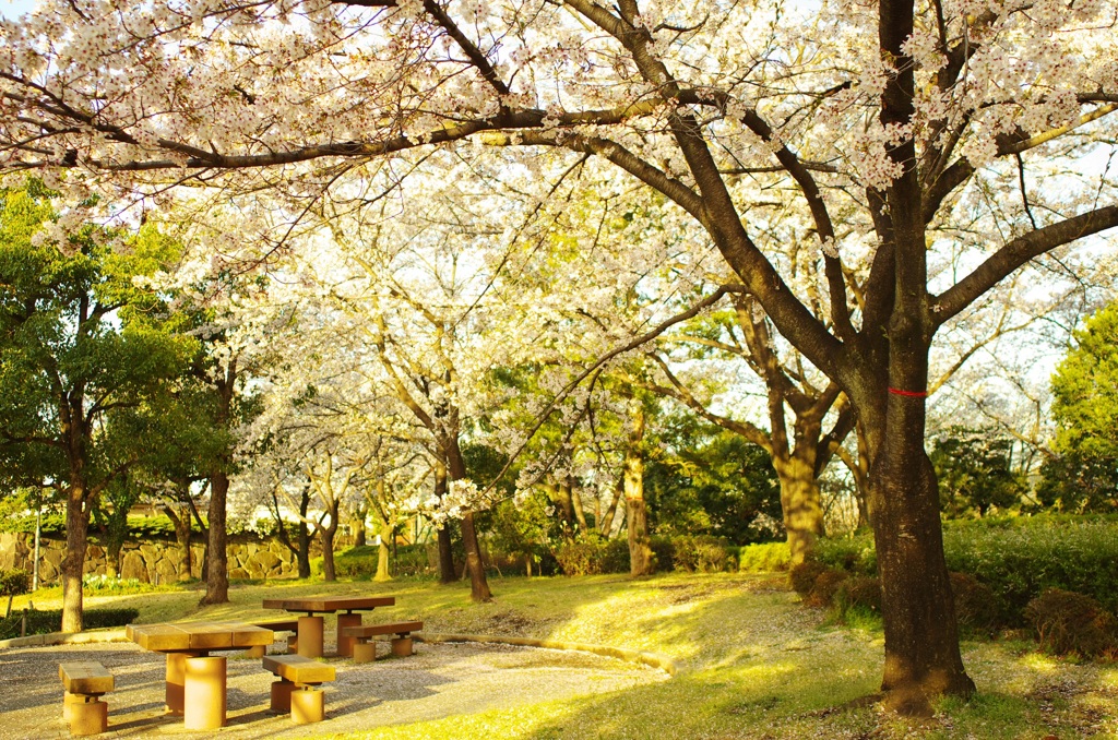 朝の公園