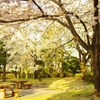 朝の公園