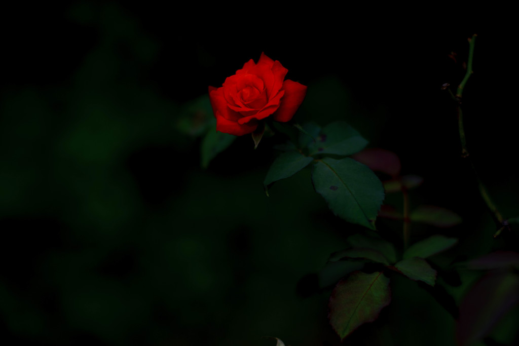 闇に咲く赤い薔薇