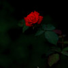 闇に咲く赤い薔薇
