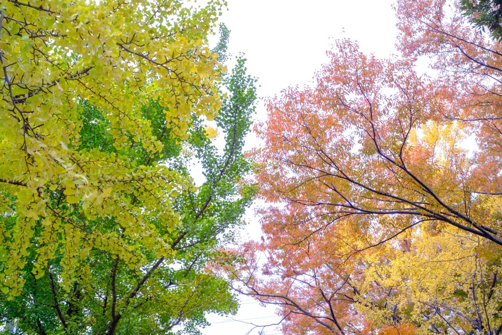 色彩のハーモニー