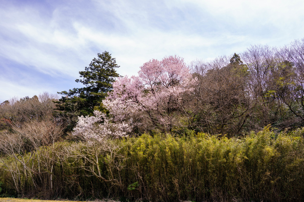 里山の春