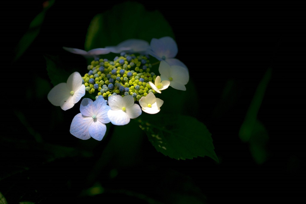 紫陽花・木漏れ日