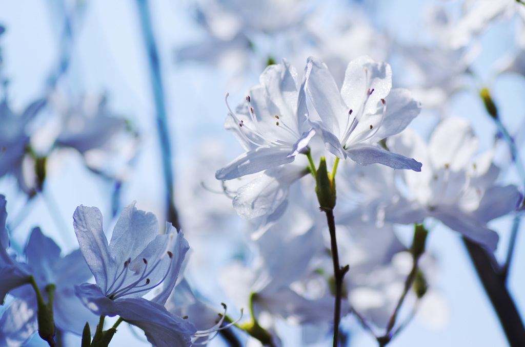 水晶の華Ⅱ