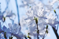 水晶の華Ⅱ