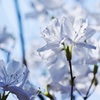 水晶の華Ⅱ