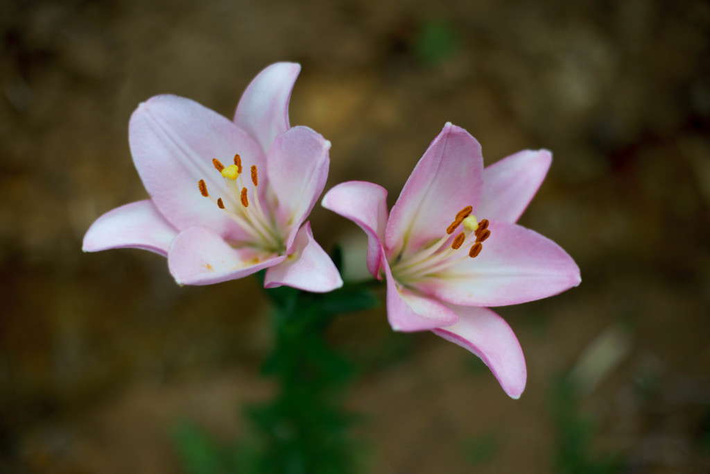 夏至の百合