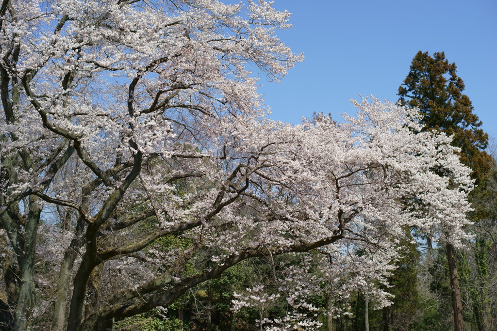 延び往く先を満たす花