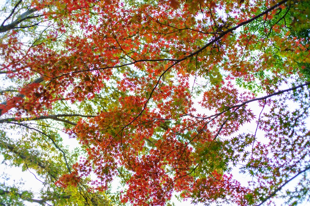 頭上の彩り１