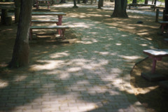 木陰