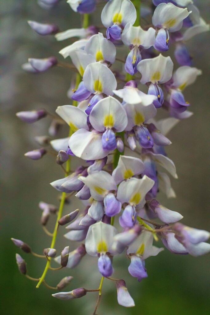 藤の花