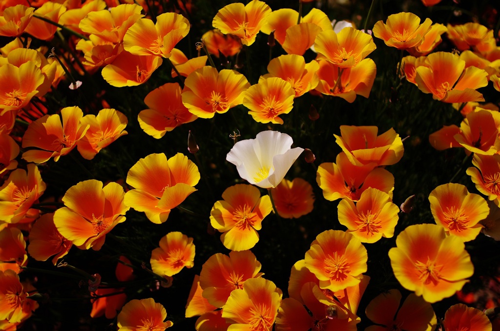 アコガレノマト