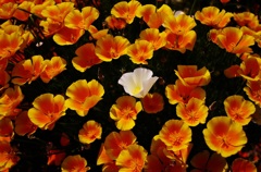 アコガレノマト