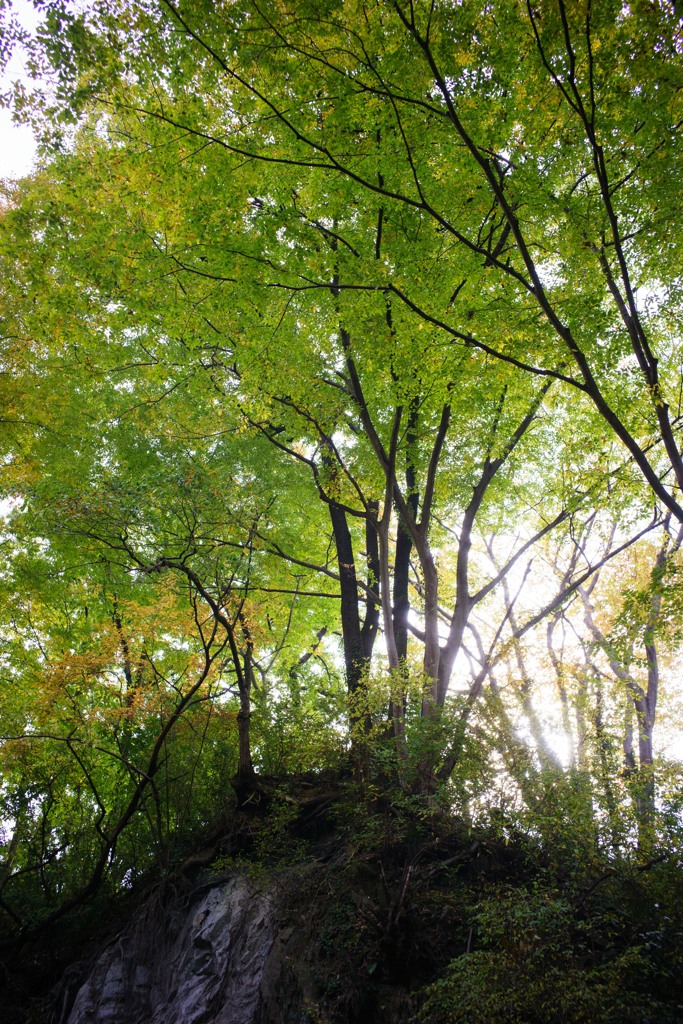 秋の情景Ⅳ 20151107