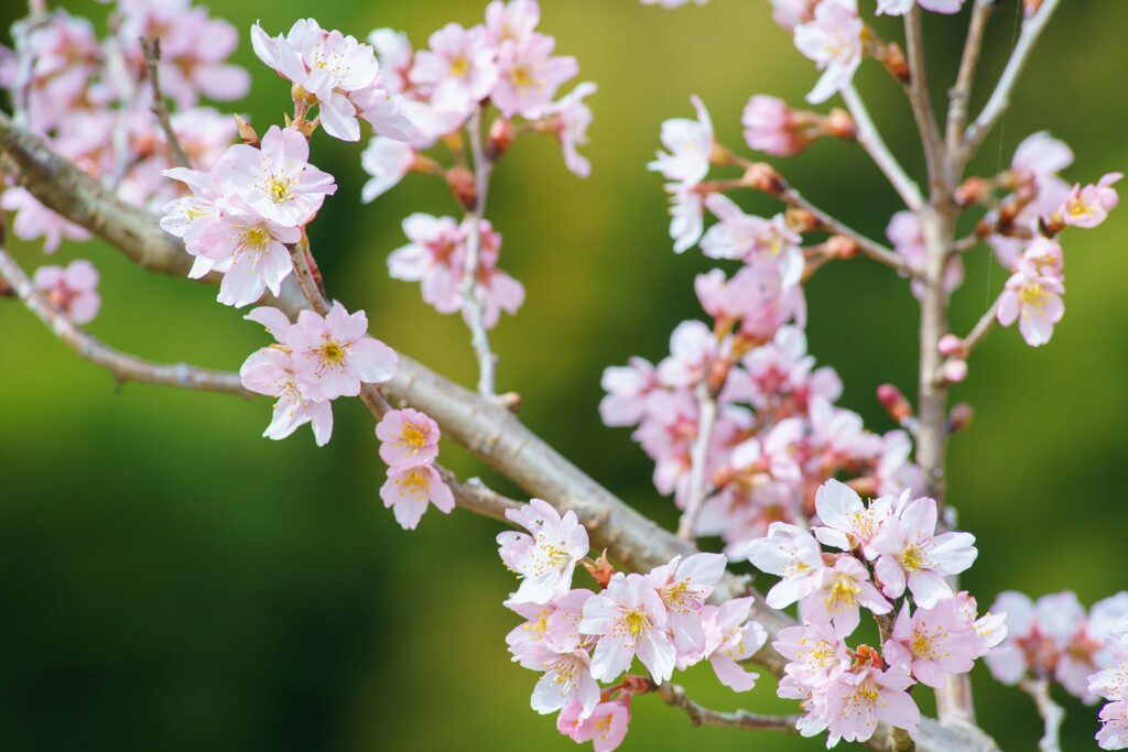 山桜咲く