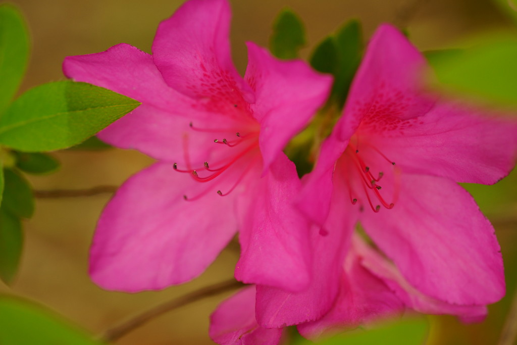 紫の花