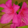 紫の花