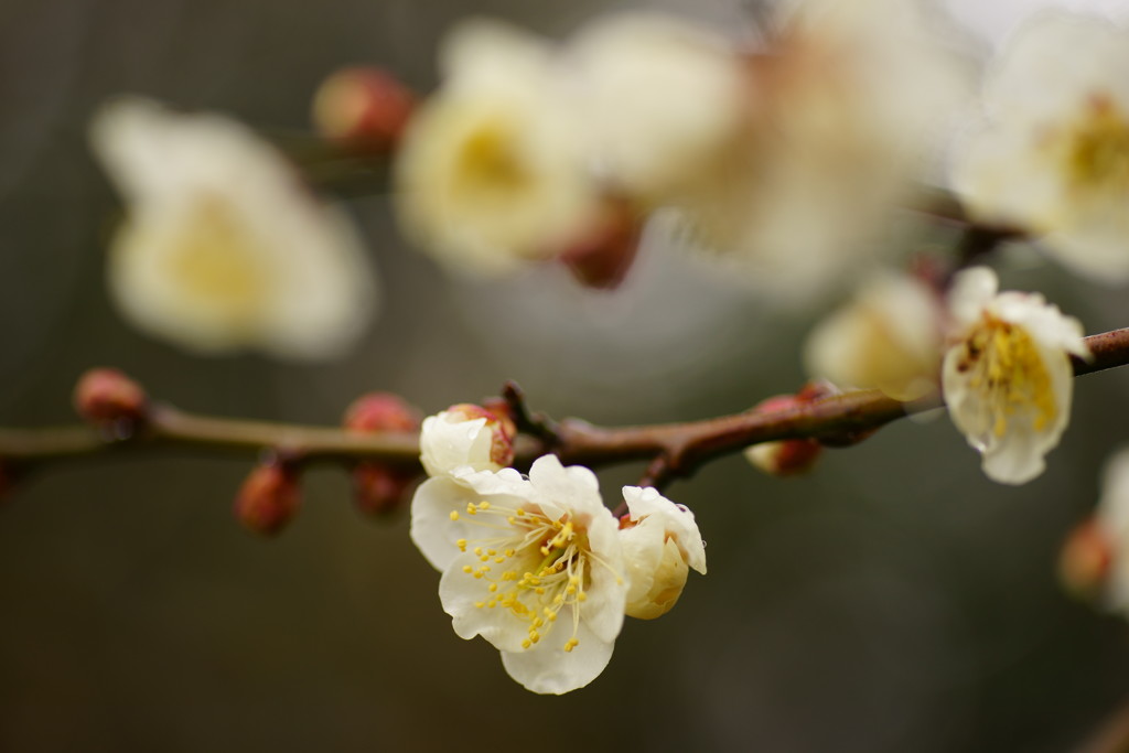 雨に咲く梅Ⅷ