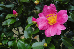 SDIM0234
