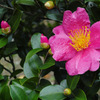 SDIM0234