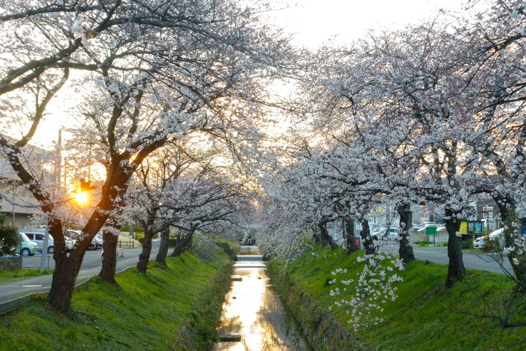 ふっかちゃんの桜Ⅱ